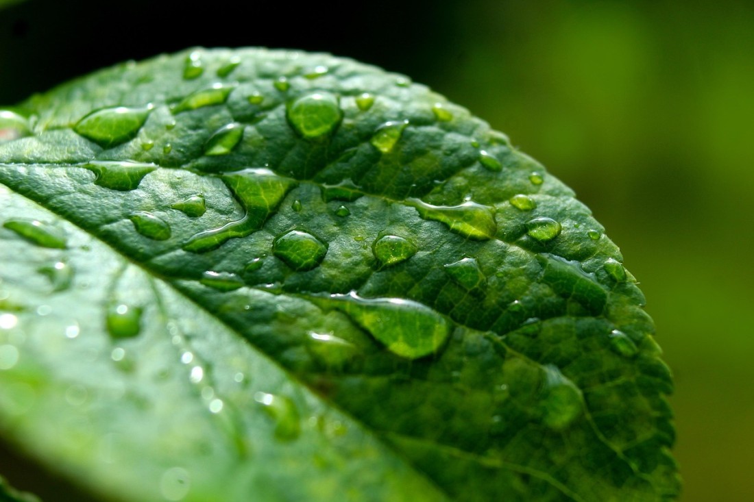 leaf-7260246_1280
