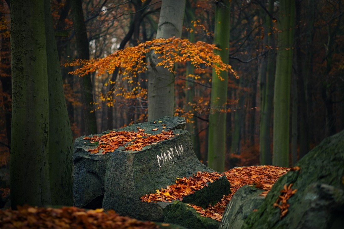 forest-6818684_1280